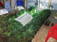 Detenido tras hallar en Almería un cultivo de marihuana en casa de su abuela