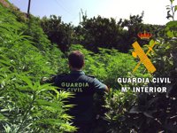 Detenido un hombre acusado de cultivar marihuana en una finca de naranjos de Gádor (Almería)