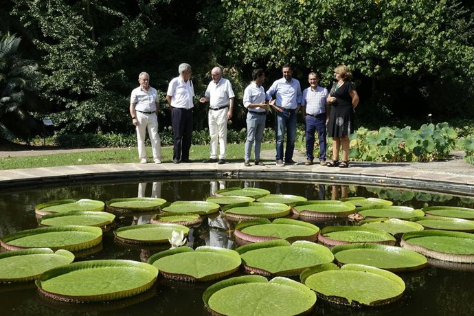 NENÚFAR GIGANTE VICTORIA CRUZIANA