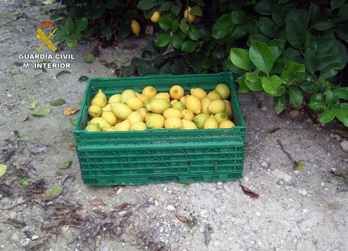 Robo de cítricos en fincas de la comarca del Río Mula