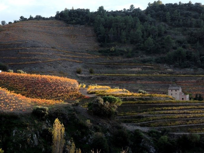 Una de les vinyes de la DOC Priorat