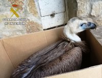 Guardia Civil recupera un buitre leonado que no podía volar en Sacecorbo