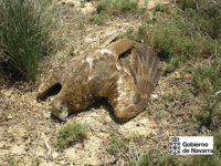 La Fiscalía mejorará la coordinación administrativa, penal y policial para luchar contra el uso del veneno en el campo
