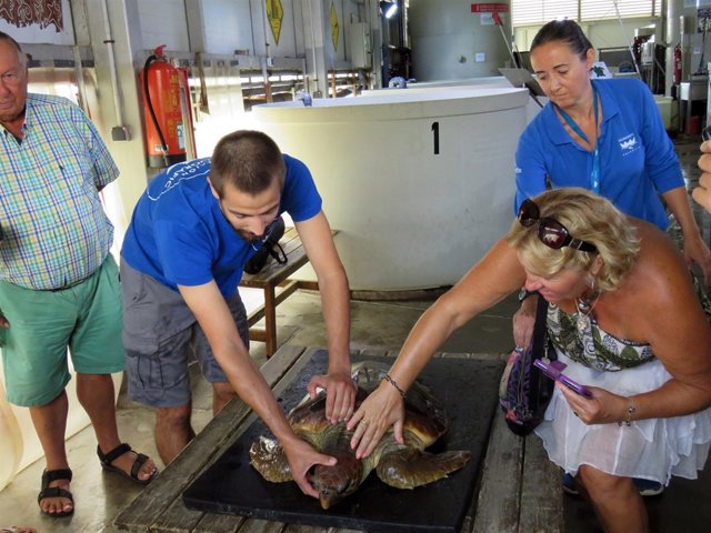 Cuatro amigos franceses salvan a una tortuga enredada en plásticos