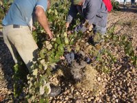 C-LM aprueba ayudas para fomentar creación de Agrupaciones de Productores Agroalimentarios por valor de 7,7 millones