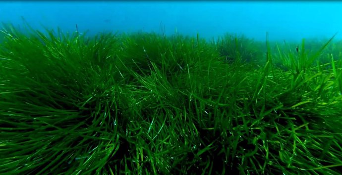 Posidonia oceánica