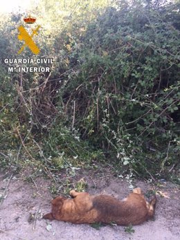  Ávila: Perro Herido Por Un Disparo