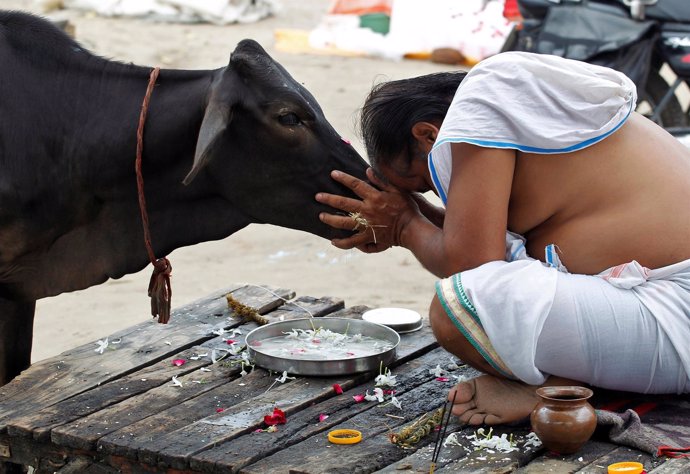 Un hindú ofrece sus rezos a una vaca, animal que considera sagrado