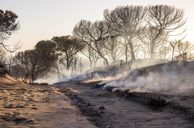 Cuesta Maneli calcinada tras el incendio junto a Doñana