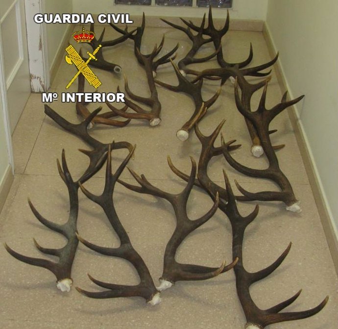 Cuernas recuperadas por la Guardia Civil.