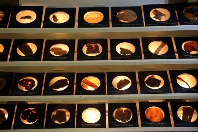 Muestrario de parásitos conservados en el Smithsonian