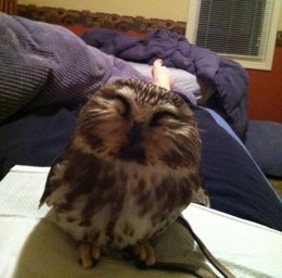 Una lechuza descansa sobre el pecho de una mujer 