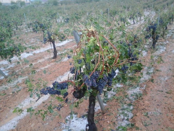 Cultivo afectado por la tormenta