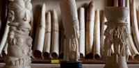 La corrupción, la falta de gobernanza y cambios en el comercio lastran la lucha contra el tráfico de marfil en África