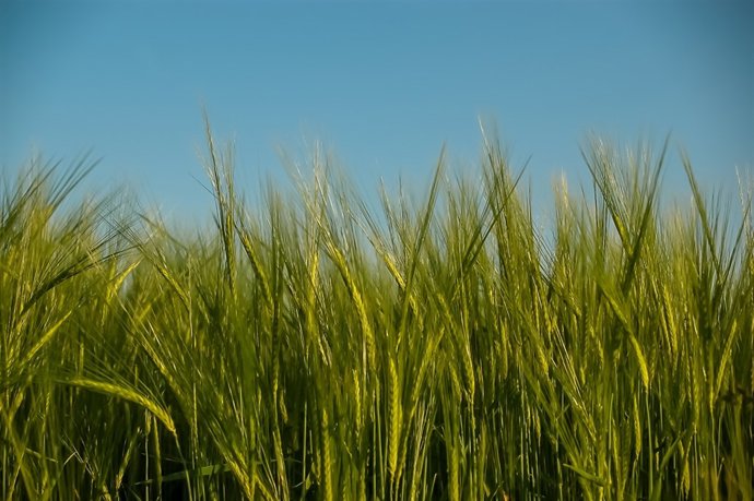 Cereals, camp, cultiu
