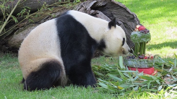 Np Cumpleaños Osos Panda (Sábado 9 De Septiembre, 11 Horas)