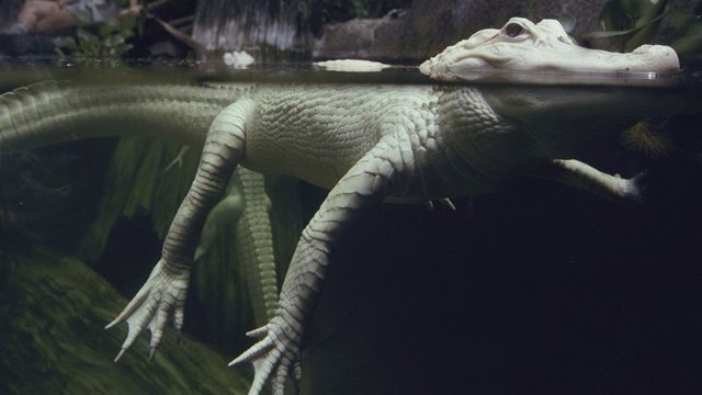 Monsters Night domingo 10 con Plagas Asesinas y Ataques monstruosos