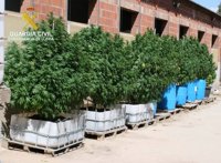 La Guardia Civil encuentra una plantación de marihuana en una granja cercana a Balaguer (Lleida)