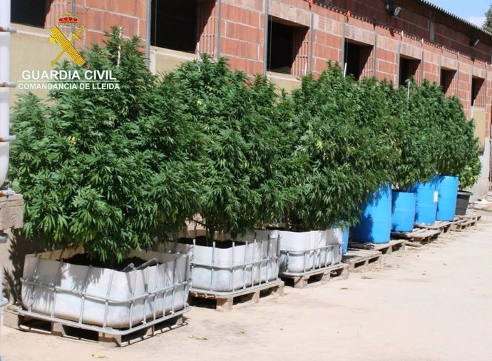 Plantas de marihuana en una granja cercana a Balaguer (Lleida)