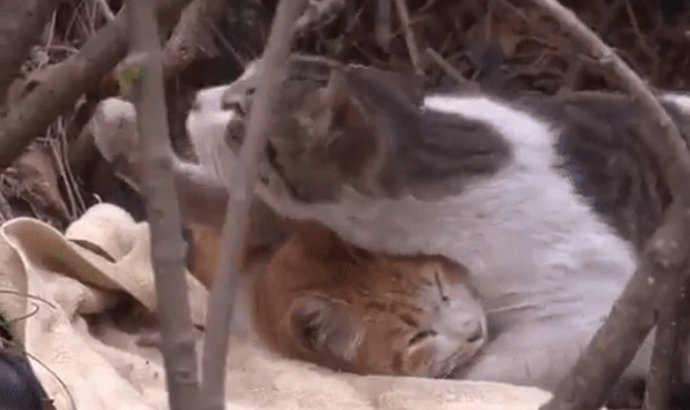 Gato guardaespaldas