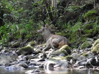 Un ciervo en el parque de Las Ubiñas, víctima de cazadores furtivos