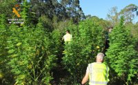 Encuentran una plantación de marihuana oculta en el Parque de las Marismas de Santoña