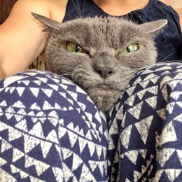 Shamo, la gata japonesa más enfadada del mundo