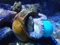 Sea Life Benalmádena bautiza a un pulpo con el nombre de Pau Gasol para celebrar el récord del jugador