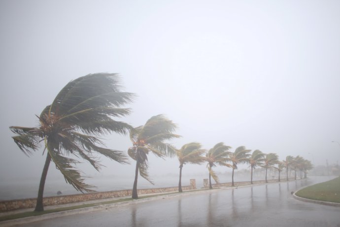 Palmeras azotadas por el huracán 'Irma' a su paso por Cuba