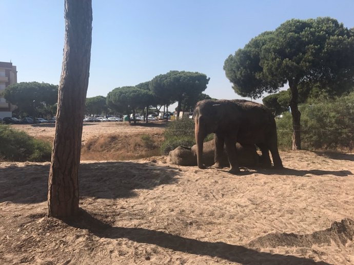 Elefante del circo Gottani en Mazagón 