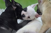 A información pública el proyecto de Ley de Protección Animal