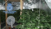 Un detenido y 850 plantas incautadas al desmantelar una plantación y secadero de marihuana en Jaén capital