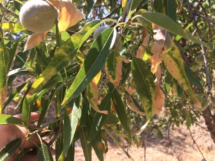 Efectos de la Xylella 