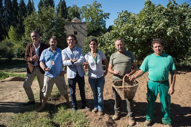 Plantación de azafrán en las huertas del Generalife