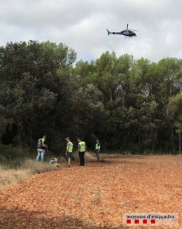 Desmantellen una gran plantació de marihuana a la ribera del Fluvià