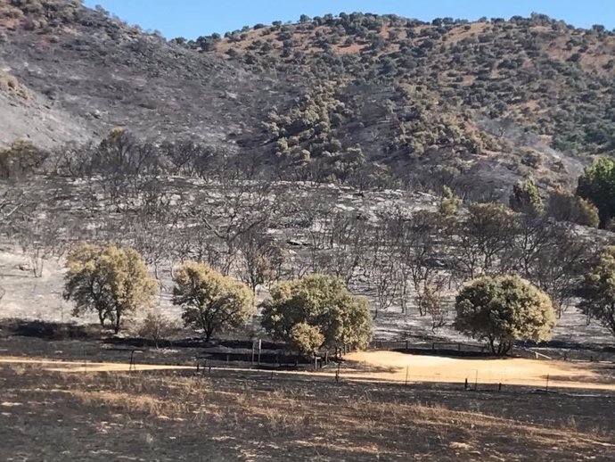 Paraje devastado por el incendio de Cazalla.