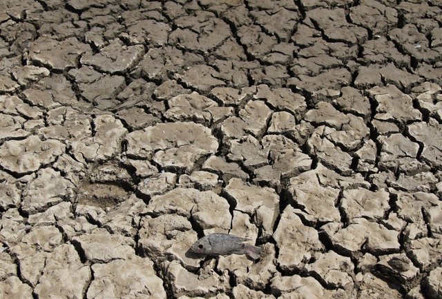 Peces muertos en un lago de India a causa de la sequía