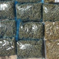 La Guardia Civil detiene en Cádiz a nueve personas e interviene más de 8.000 plantas de marihuana