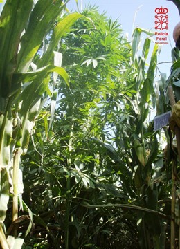 Una de las plantas incautadas.