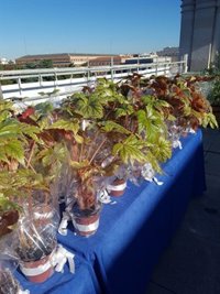 El Ayuntamiento ajardinará una de las terrazas de Cibeles, la Casa de la Villa o 17 Juntas como Centro o Carabanchel