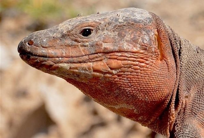 Lagarto gigante de Gran Canaria