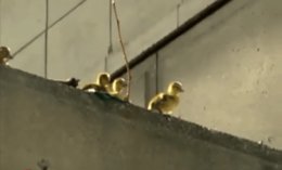 patitos