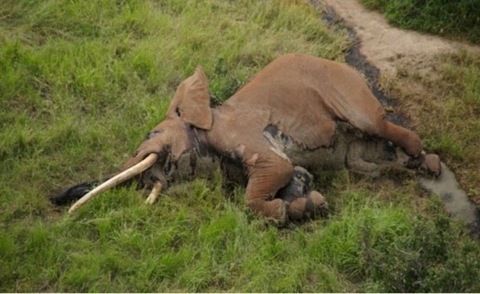 El elefante Satao-2 en la Reserva de Tsavo, en Kenia, abatido por furtivos