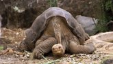 Foto: Recuperada una especie de tortuga extinta hace 150 años en Galápagos
