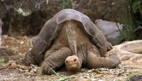 Recuperada una especie de tortuga extinta hace 150 años en Galápagos
