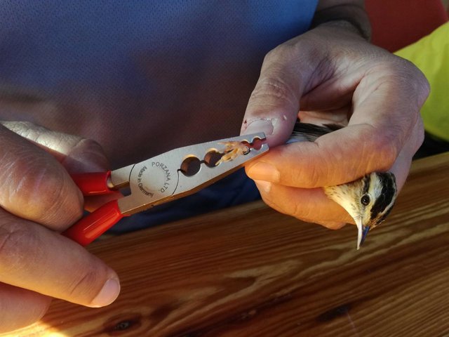 Anillamiento de un ejemplar de carricerín. 