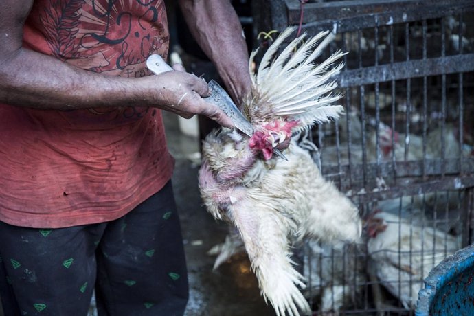 Igualdad Animal denuncia el maltrato en granjas de pollos en India