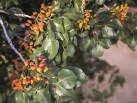 CaixaBank, Borges y la Asociación Acord colaboran para financiar a productores de pistacho