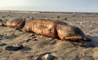 "¿Qué diablos es esto?", la pregunta que hace Twitter sobre el "monstruo" de la playa tras el paso de Harvey