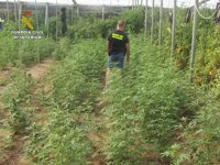 Intervenidas 1.920 plantas de marihuana en un invernadero de Molvízar con dos detenidos